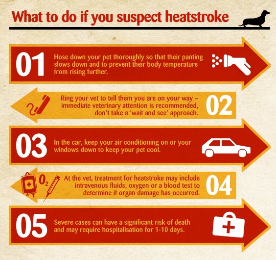 pet heat stroke