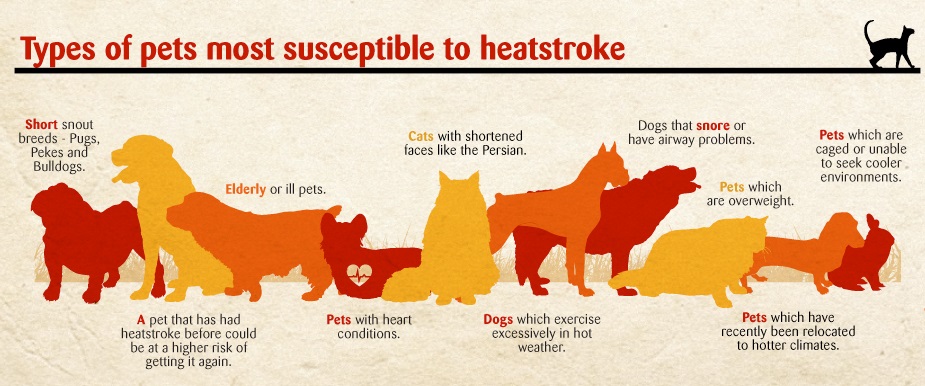types of pets most sesceptible in heat