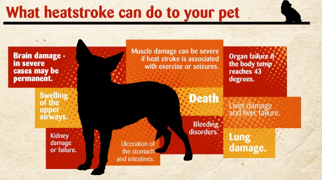what a heat stroke can do to your pets