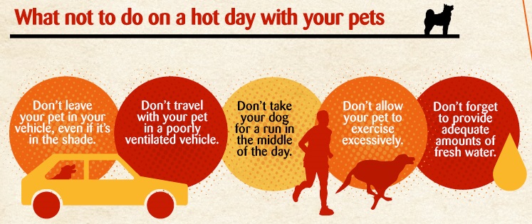 what not to do in the heat with pets