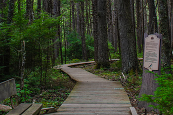 Hardwood and Hemlocks Nicole Boutilier inset image 350 x 233